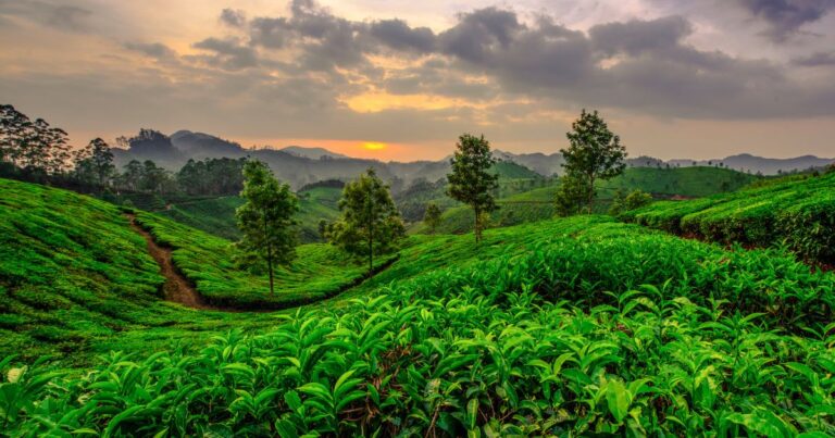 Best Places to Visit in Munnar in 2 Days