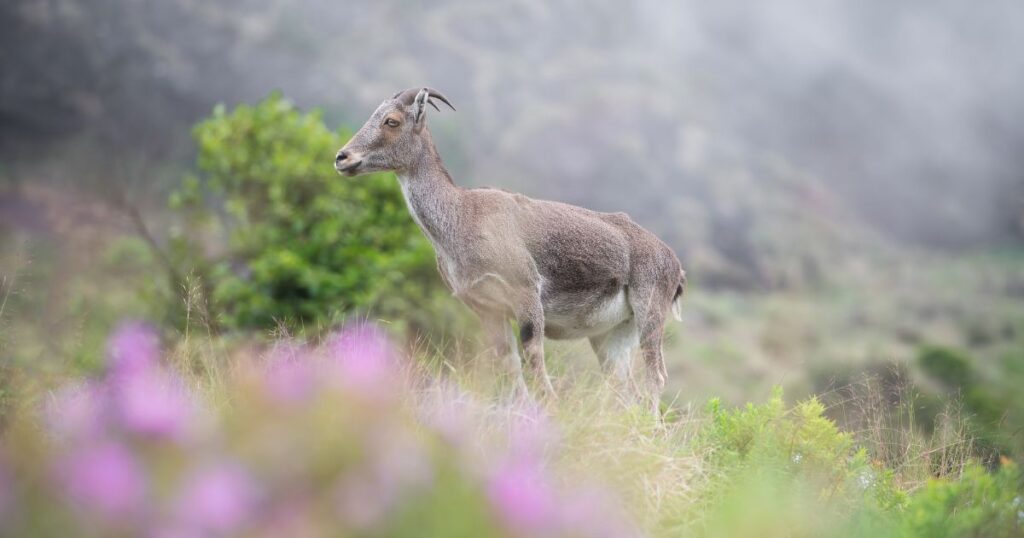 places to visit in munnar