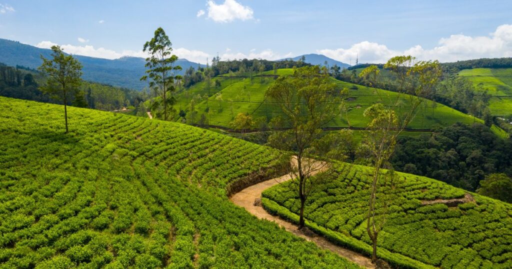 places to visit in munnar